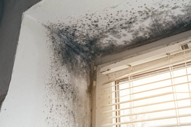 Affordable Hvac And Air Duct Mold Remediation solutions in Spotsylvania, VA